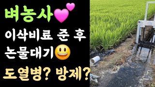 벼농사???? 도열병? 방제?????  이삭비료 후 논에 물대기???? 