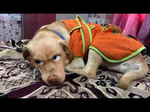 Rubal in khatarnaak mood #latest #labrador