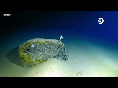 深海溝の有毒汚染現場