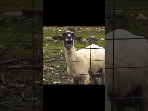 ヤギの叫び声 - 効果音