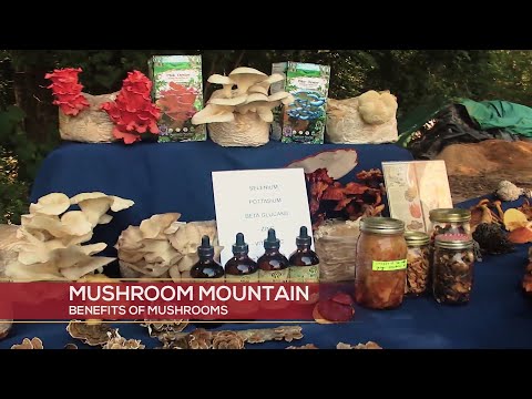 Learn about fungi at Mushroom Mountain