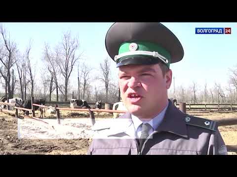 Управлением Россельхознадзора на территории Волгоградского региона проводится эпизоотический мониторинг