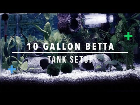 BETTA FISH TANK SETUP