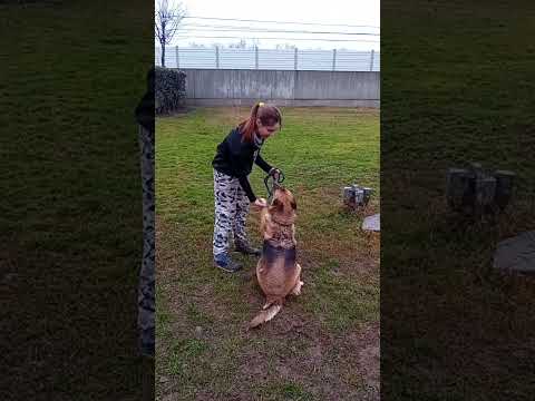 Video di BAGHERA