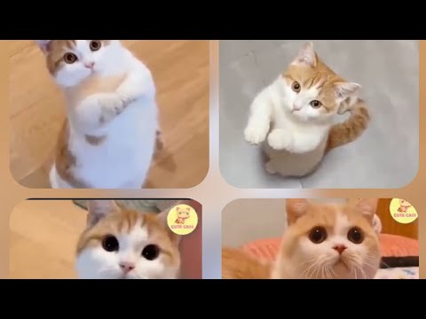 Cute standing cat 🐈😍  #cutecat #catlover #catvideos