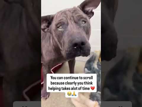 paypal link in bio todonate anything little you can #NYC#LosAngeles#Chicago#Texas#Florida#california