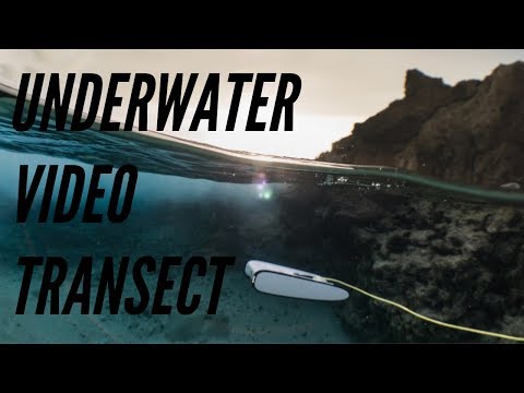 Trident Video 2386
