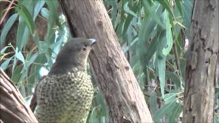 preview picture of video 'Satin Bowerbird - [Ptilonorhynchus violaceus]'