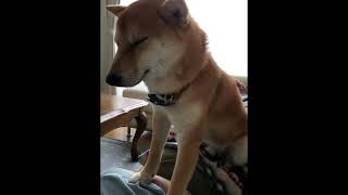 #柴犬#豆柴豆吉 眠い mamekiti is very slppey