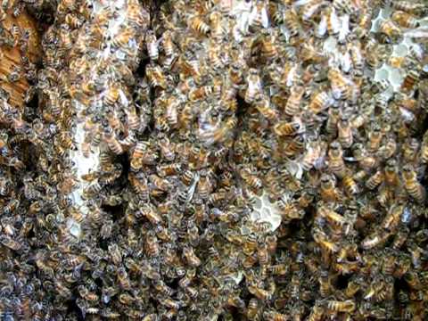 Log hive; almost feral colony