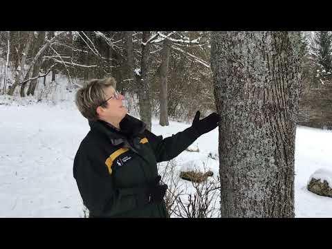Baumartenpfad Leibertingen - WINTERLINDE