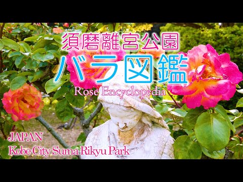 Kobe Suma Rikyu Park "Rose Encyclopedia" - Rosas florescendo nos jardins de rosas do hall da fama mundial e na história das rosas e áreas culturais - Introdução de 31 variedades Suma Rikyu Park Rose Encyclopedia 31 variedades
