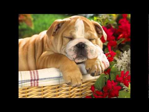 Топ 10 најбољих паса