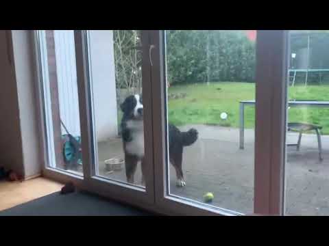 Berner Sennenhund Hubert- Allein mit meinem Hundesitter