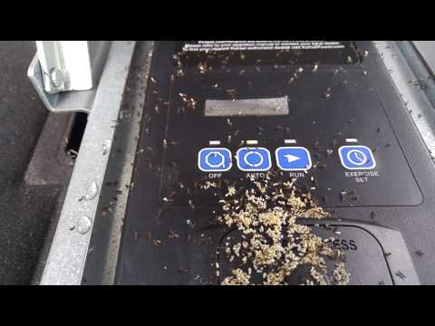 Odorous House Ants Found & Exterminated in Hazlet, NJ