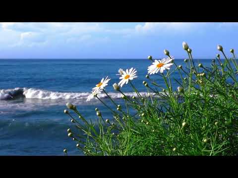 Beautiful Music with Beautiful Nature |by Abdul Majid