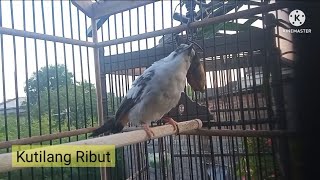 Download lagu Burung Kutilang RIBUT Pertanda Dalam Bahaya... Cocok Buat Pikat. mp3