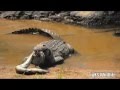 Nile Crocodile Eating Eel 