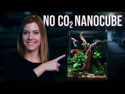 Low-Tech Nano Tank with Betta Fish