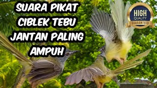 Download lagu Suara pikat ciblek tebu paling ampuh mp3