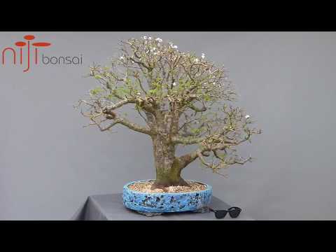 Prunus cerasifera (III)