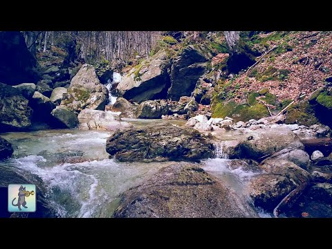 3 HOURS of Relaxing River Sounds for Sleep, Study & Meditation - Nature Sounds (NO MUSIC)