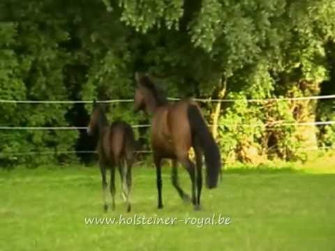 Colt 2012 (Diarado x Parco XX x Constant) SOLD TO PORTUGAL