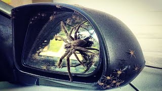 Remove spider & web from car door mirror - simple solution!