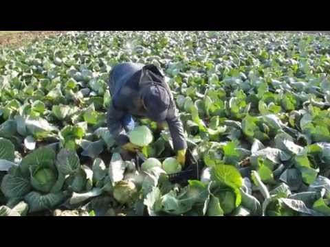 Su retine di occhio pigmentary posti Le macchie scure su pelle su un fianco anche si grattano