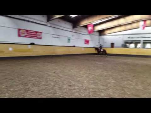 Emma *2012 Holsteiner mare by Cormint x Caretino x Landgraf