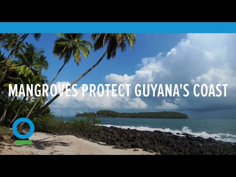 [TEMP] Blue Carbon and Mangroves