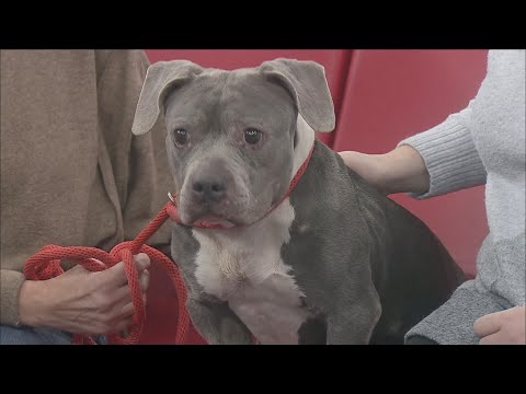 Pet of the Week - YouTube