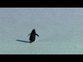 Nihilist Depressed Penguin Werner Herzog