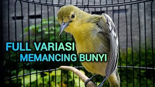 Download lagu SIRTU GACOR SUARA VARIASI MEMANCING LAWAN BUNYI 100% AMPUH UNTUK PANCINGAN SIRTU AGAR BUNYI mp3