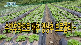 노지수박재배후 후작으로 배추, 양상추, 브로콜리 키우기 [시골농부 천하대감]