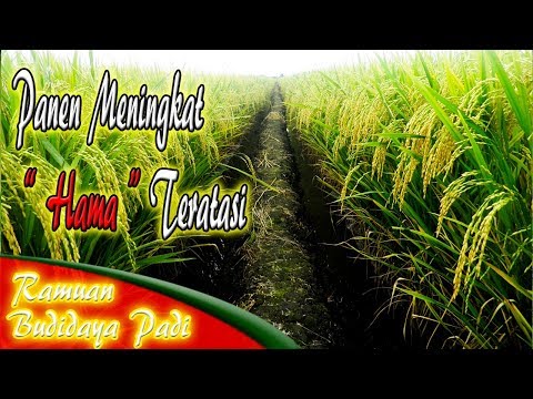 Perempuan patogen buy di Rostov St John Wort untuk resep potensi