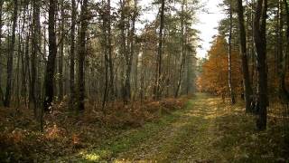 bonobo/senner - prelude/kiara [HD 1080]