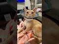 Xiaohu Purrs Loudly Even With A Cone On Vet Said 3 Days Minimum Cutecat Devonrex Purring