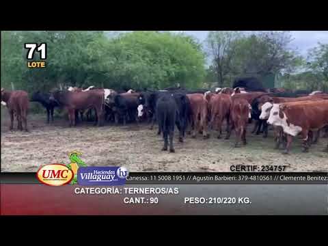 Lote 90 Terneros/as en Juan José Castelli, Chaco