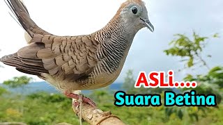 Download lagu Suara Perkutut Betina Paling Berhasil Memancing Perkutut Jantan Jadi Gacor mp3