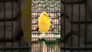 Download lagu Kenari Dengan Bulu Yang Indah #kicaumania #shorts mp3 Download lagu Kenari Dengan Bulu Yang Indah #kicaumania #shorts mp3