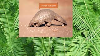 Animals found in india part 2