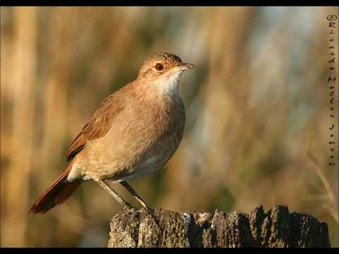 202- Adrián Maggi.  El Hornero. (Milonga) de Adrián Maggi.