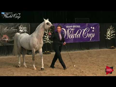 N.239 L A KARAT - LAS VEGAS 2019 - Arabian World Cup Senior Breeding Stallions (Class 126).mp4
