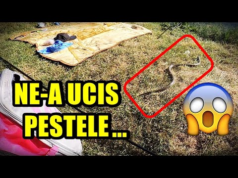 SARPELE NE-A UCIS PESTELE SI A FUGIT - Grigore Varlam
