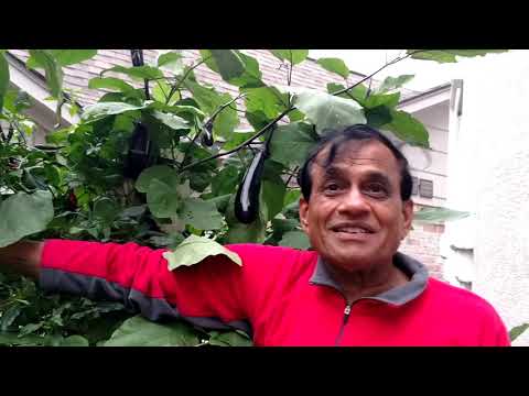download lagu mp3 mp4 Urban Garden Houston, download lagu Urban Garden Houston gratis, unduh video klip Urban Garden Houston