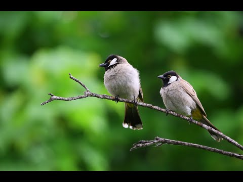 Crickets Sound and Birdsong - 2 hours of Nature Relax