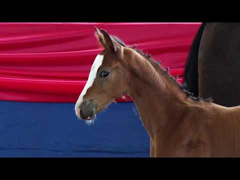 OS Stutfohlen von Sandro Junior x Acobat II x Turban Rose - Fohlenschau 2021