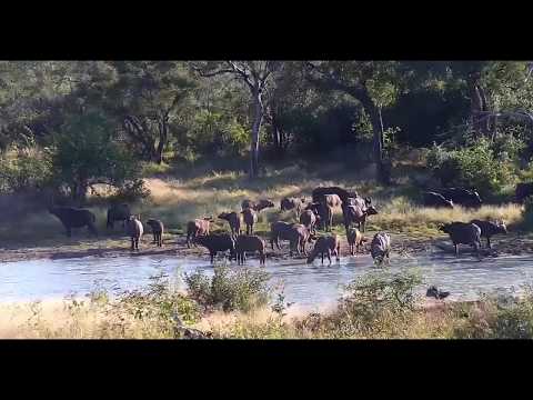 Djuma: African Buffalo herd and trumpeting Elephants-Pt:1 - 07:55 - 05/16/20