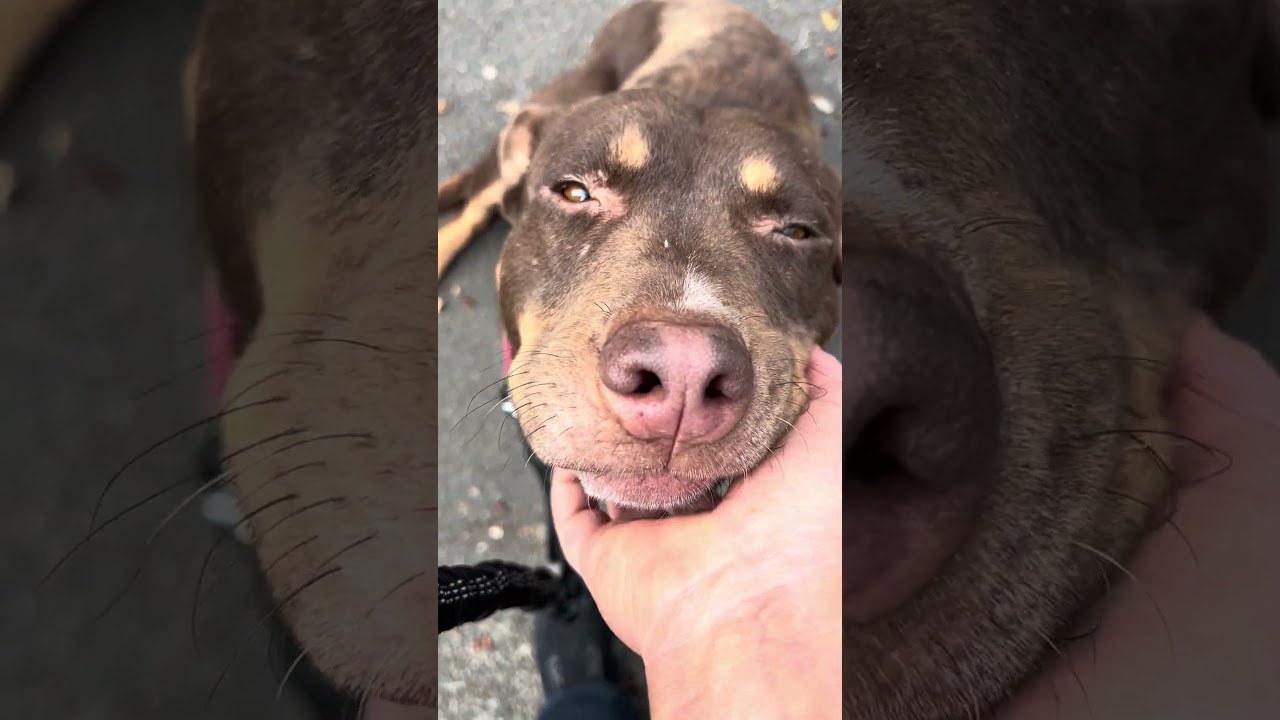 Marra, an adoptable mixed breed in Tigard, OR video 5/5